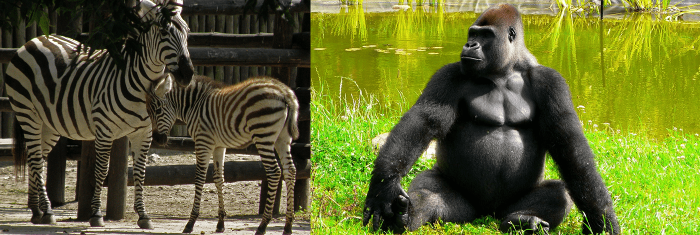 Djurpark i Warszawa.